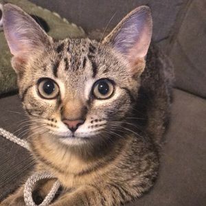 Meet your Posher, Emma